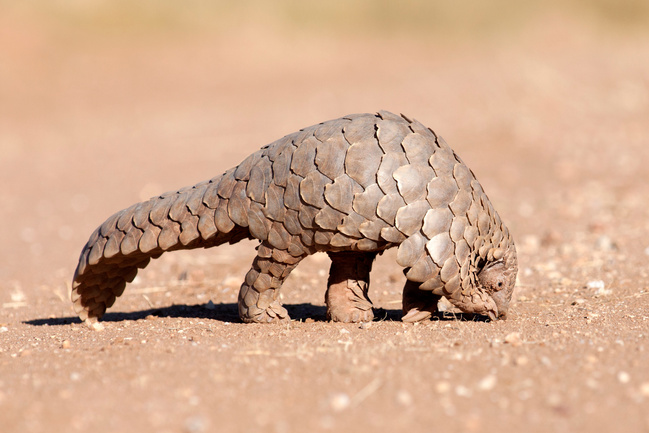 Pangolin hunting for ants.