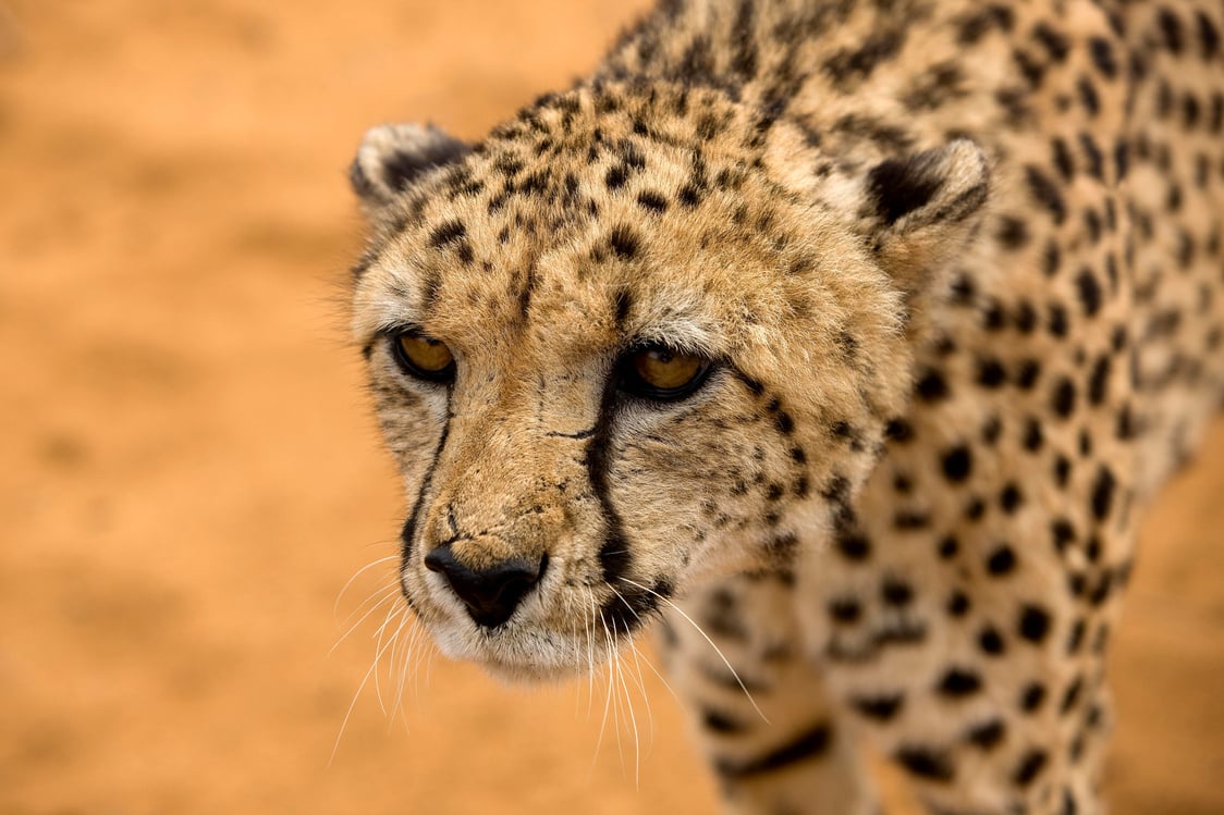Cheetha, acinonyx jubatus, Portrait of Adult, Namibia